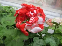 crop_77935093_zGRUb.webp