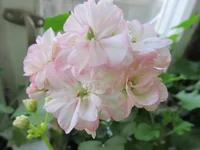 crop_77935209_5zR9Z.webp