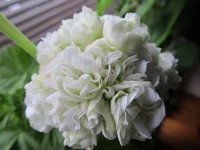 crop_77935690_B3KLPr.webp