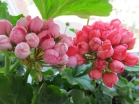 crop_77934425_jQfbT.webp