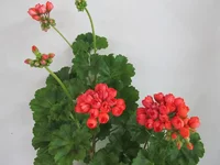 crop_77935990_Z6iNrd.webp