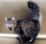 pet.webp
