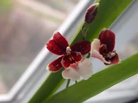 P4225384.webp
