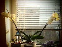 P4165340.webp