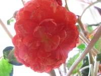 IMG_1841.webp
