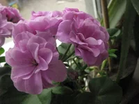 IMG_1849.webp