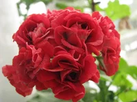 IMG_1850.webp