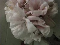 IMG_1851.webp
