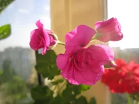 VeilxJ6Rqeg.webp