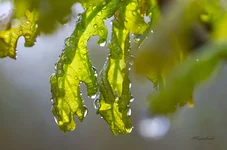 FOTO6850.webp