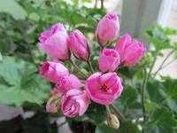 crop_79253768_9zAq.webp