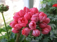 crop_77934555_ITrYgf.webp