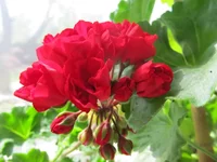 crop_79255101_Il3R.webp