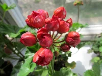 crop_79255200_uZHFM.webp