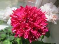 crop_79254794_bsaR.webp
