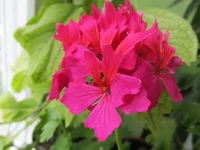 crop_79253632_wjU2nc.webp