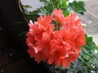 crop_79254088_jMKhge.webp