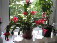 IMG_7397.webp