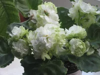 IMG_7098.webp