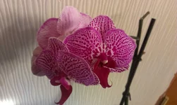 IMAG1521[1].webp
