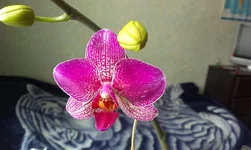 IMAG1594[1].webp