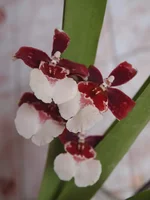 P4255389.webp