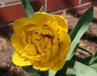 .webp
