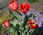 Тюльпаны на фоне обриетты и барвинка.jpg