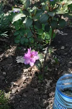 .webp