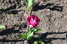 DSC_0719.webp
