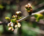 P4270303.webp