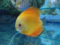 SAM_6097.webp