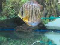 SAM_6098.webp