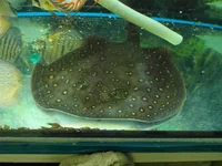 SAM_6091.webp