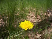 100_7730.webp
