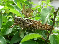 RSCN3921.webp