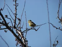 IMG_3631_1_1.webp