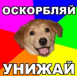 advicedog.webp