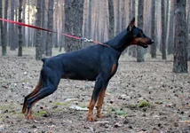  113 копия.webp