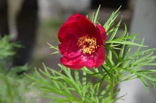 DSC_1005.webp