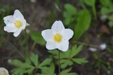 DSC_1010.webp