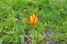 DSC_1011.webp DSC_1011.webp