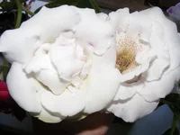  де люкс5.webp