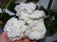  4.webp