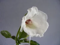 .webp