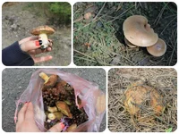 Fotor0515202028.webp