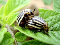 AB_Leptinotarsa-decemlineat.webp