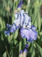 IMD_6559-2-05.16.webp
