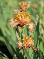 IMD_6558-05.16.webp