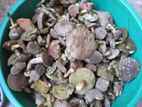 IMG_1127.webp IMG_1127.webp